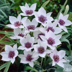 Tulip 'Coerulea Oculata Alba' -UK Garden Plants Sales 2024 tullip humilis coerulea oculata alba 3