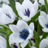 Tulip 'Coerulea Oculata Alba' -UK Garden Plants Sales 2024 tullip humilis coerulea oculata alba 4