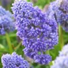 Muscari 'Fantasy Creation' -UK Garden Plants Sales 2024 visi138083