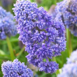 Muscari 'Fantasy Creation'