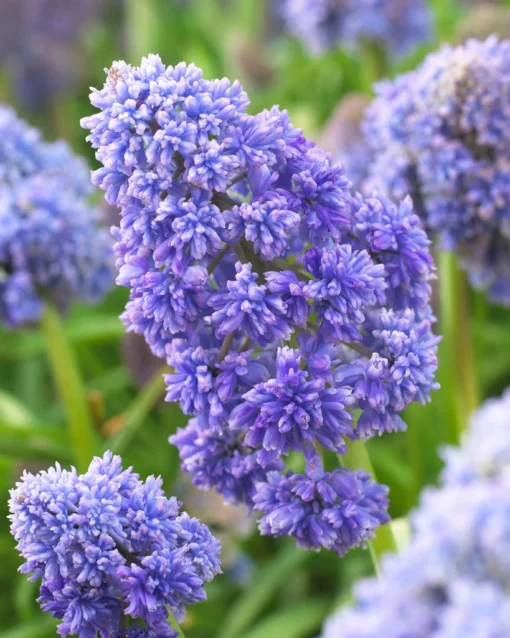 Muscari 'Fantasy Creation' -UK Garden Plants Sales 2024 visi138083
