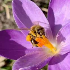 Crocus 'Yalta' -UK Garden Plants Sales 2024 yalta 5